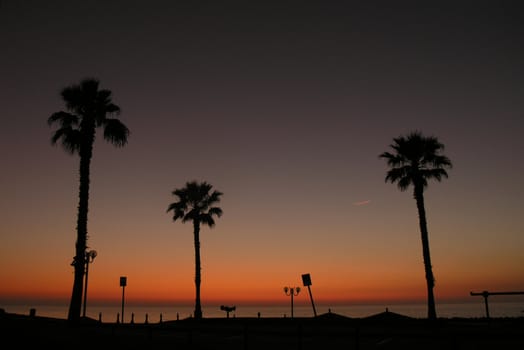 three Israel palms silhouette lighted by sunset