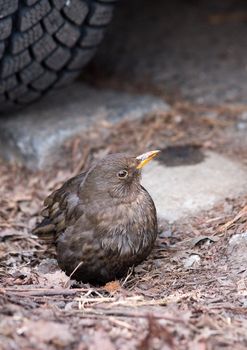 little grey sparrow  backgrounded by car wheel