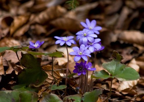 Spring flower in Czech forest