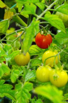 Fresh ripe tomatoes on the plant� Cherry tomatoes