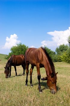 Mare and its stallion grazing in field