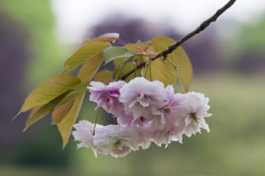 Japanese cherry tree pink flowers in Spring