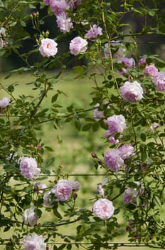 Pink rose flowers climbing on a fence