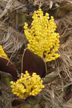 Detail of the yellow flowers of a palm tree