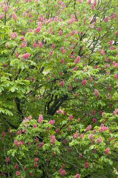 Aesculus hippocastanum is a large deciduous tree, commonly known as Horse-chestnut or Conker tree