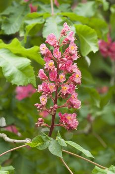 Aesculus hippocastanum is a large deciduous tree, commonly known as Horse-chestnut or Conker tree