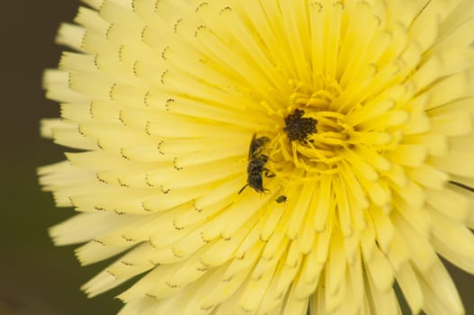 Yellow dandelion flower with impollinating insects