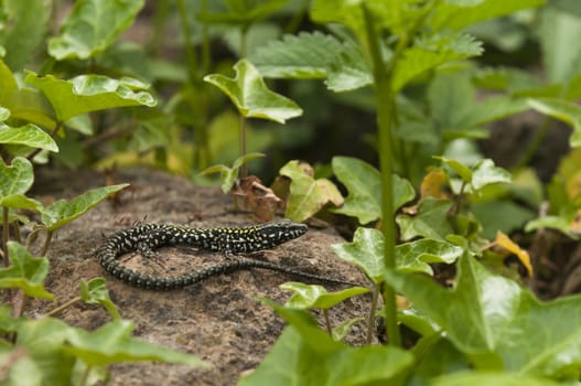 Common wall lizard basking in the sun