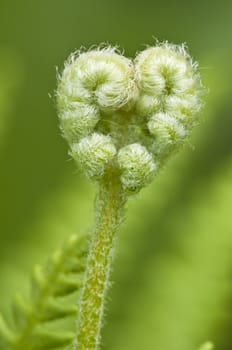 Detail of a green fern bud