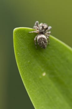 Spider on tip of a green leaf