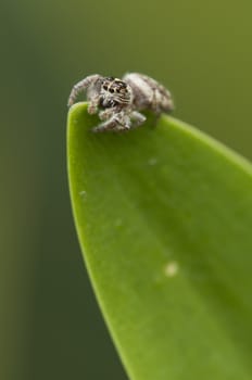 Spider on tip of a green leaf