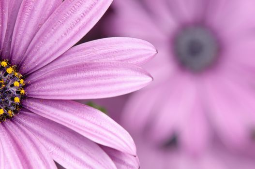 Purple and pink daisy flower in fool bloom