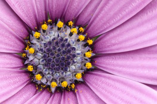 Purple and pink daisy flower in fool bloom