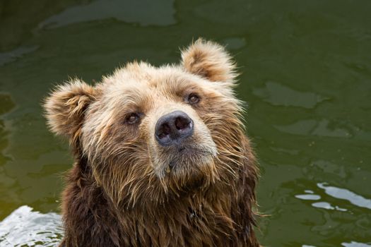 brown bear