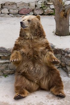 brown bear