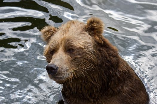 brown bear