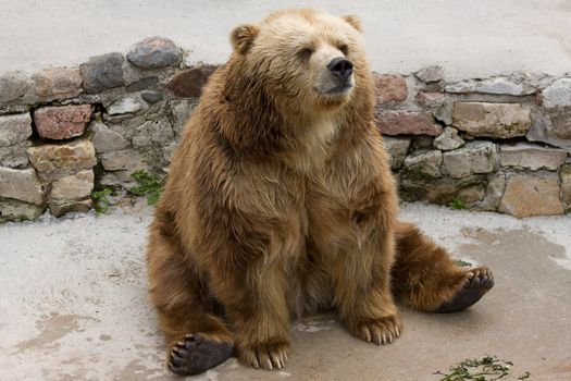 brown bear