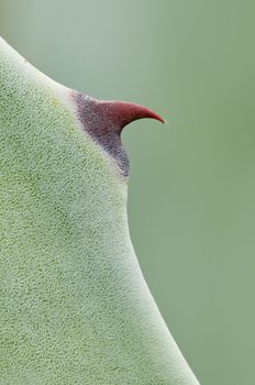 Detail of an Agave succulent plant thorn