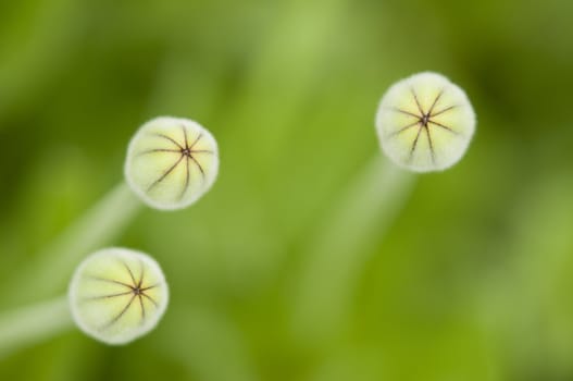 Yellow dandelion flower buds ready to open