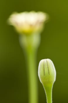 Yellow dandelion flower buds ready to open