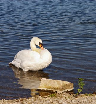 swan preening itself as it wades in the edge of the lake