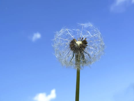 dandelion flower against the background of blue sky and clouds