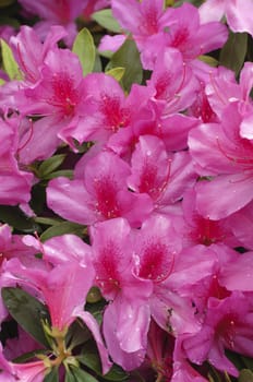 Pink and red Azalea flowers in full bloom