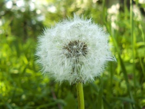 dandelion flower against the background of green grass