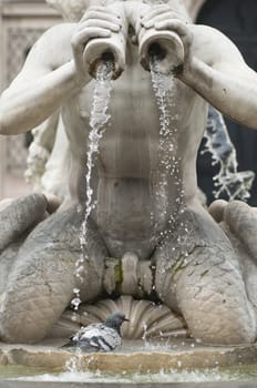 Grey pidgeon taking a bath in a fountain water