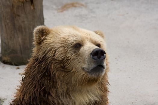 brown bear