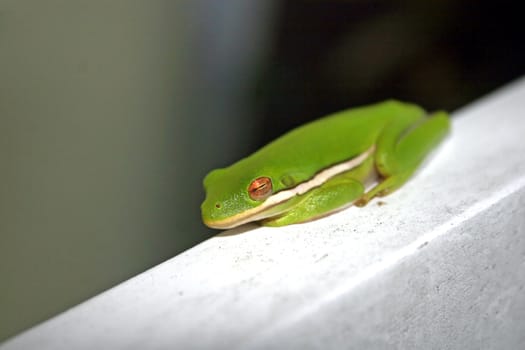 A Frog sitting on a piece of wood.