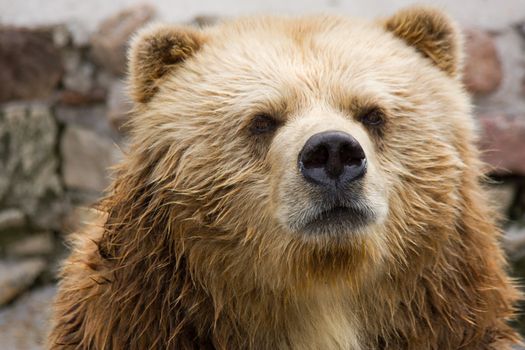 brown bear