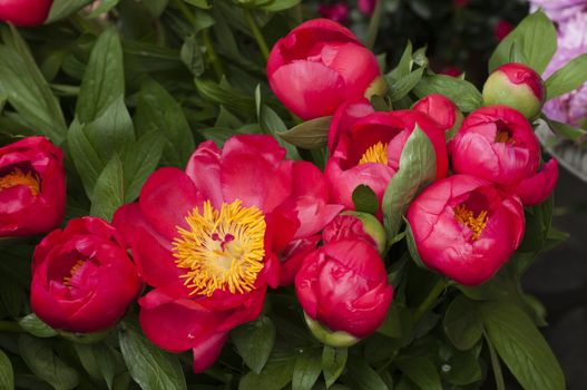 Red and pink paeon flowers in full bloom
