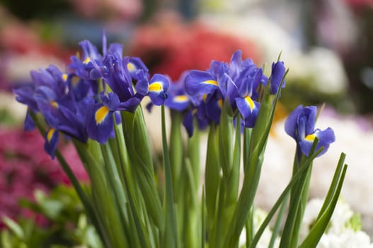 Iris blue flowers in full bloom