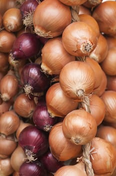 Onions of different types, sizes and colors
