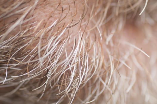 Detail of an old man beard