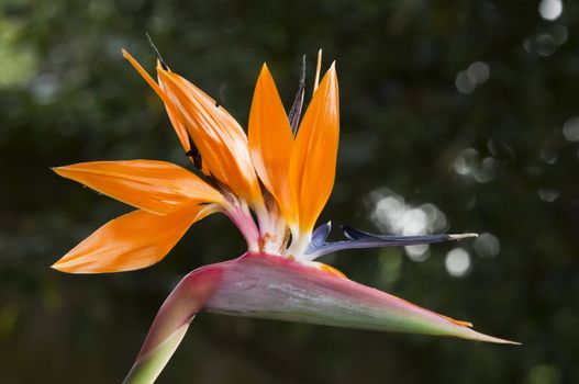 Strelitzia,  bird of paradise flower,  crane flower.