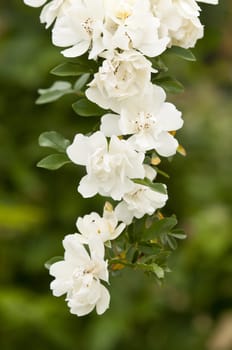 White dog rose, Rosa canina, hanging branch