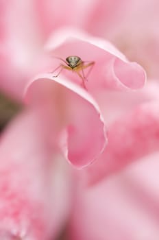 Green coleopteron insect inside a pink rose flower