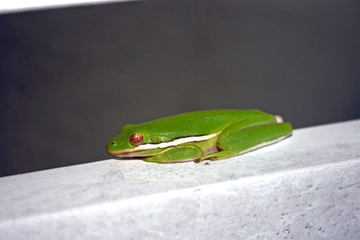 A Frog sitting on a piece of wood.