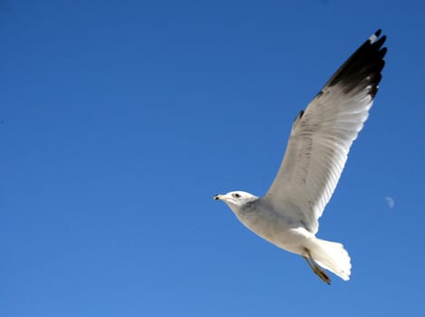 A seagull flying overhead with blue sky.