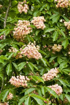 Aesculus hippocastanum is a large deciduous tree, commonly known as Horse-chestnut or Conker tree