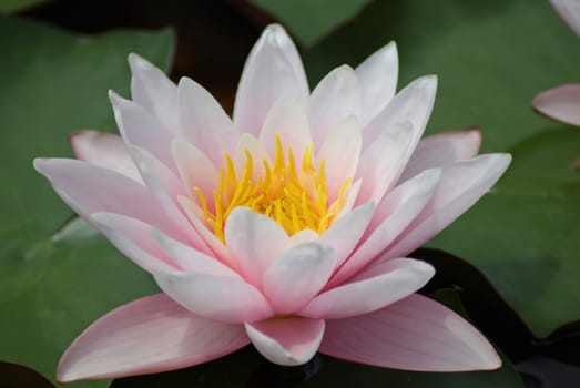 closeup pink white lotus with green leafs on background