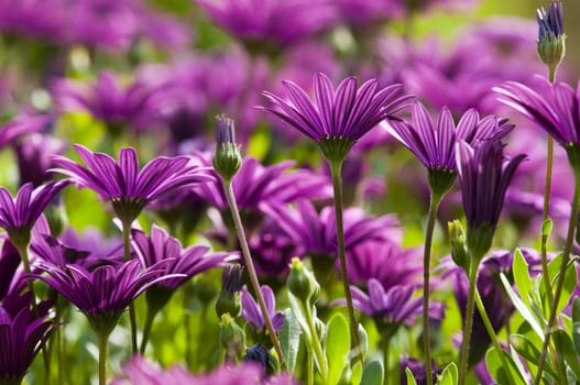 Purple and pink daisy flower in fool bloom