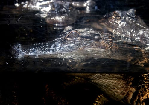 An Alligator in a Lake in Florida.