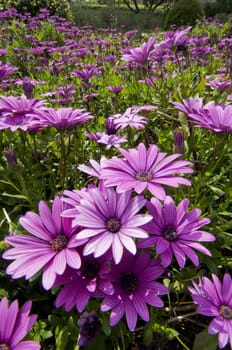 Purple and pink daisy flower in fool bloom