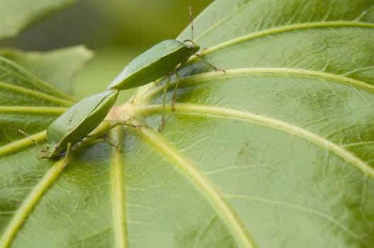 Male and female green insects
