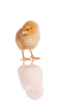 Cute chick standing or walking, isolated on white with reflection