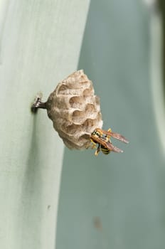 Wasp building its nest to breed