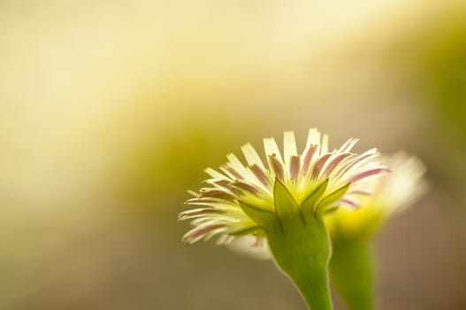Dandelion flower in Spring and full bloom
